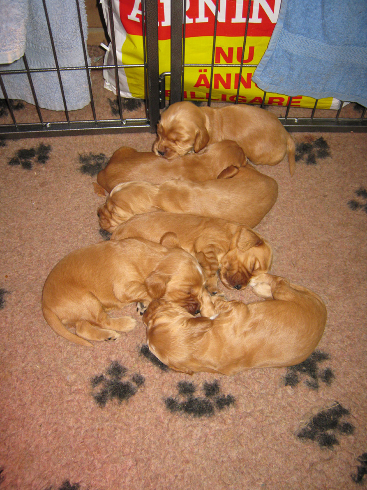 Dragongrdens Kennel